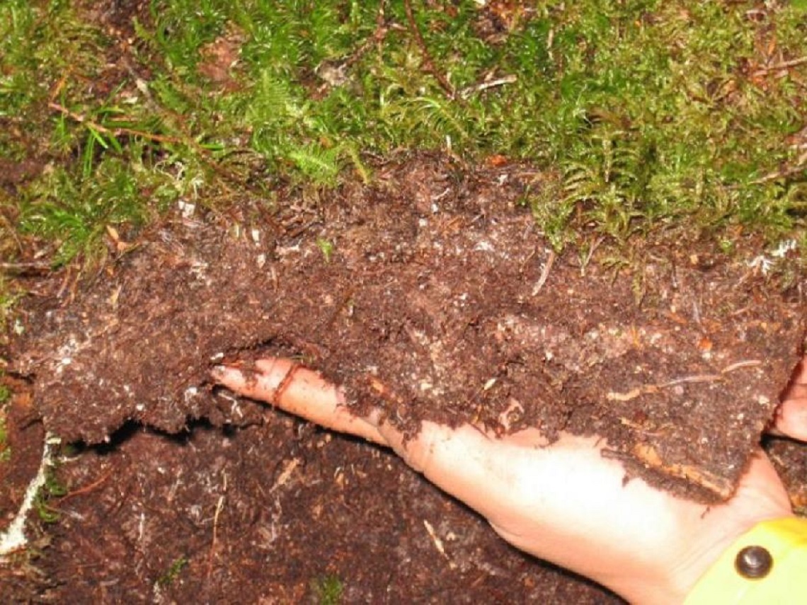 soil carbon and nitrogen transformations