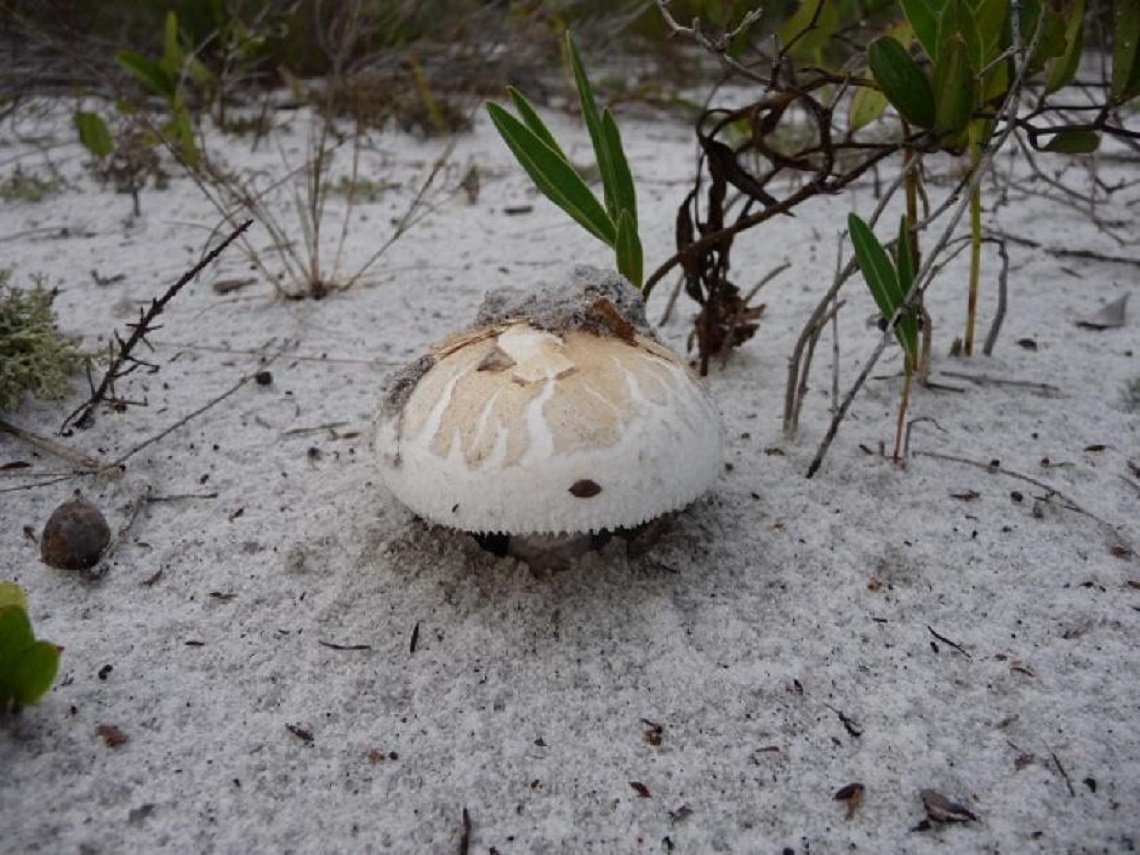 A mushroom breaking through the sandy soils of a disturbed scrub site in central FL